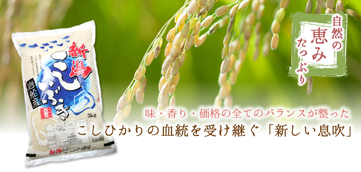令和5年産】新潟産こしいぶき 2kg | 岩船産コシヒカリの通販 お米の