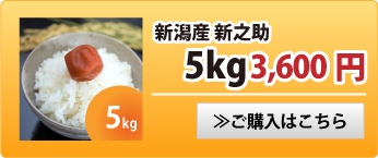 新之助5kg